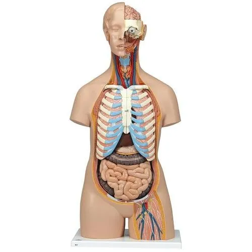 American 3B Scientific - From: B09 To: B19 - Classic Unisex Torso with Open